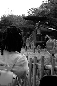 black and white photo of giraffes and zebras